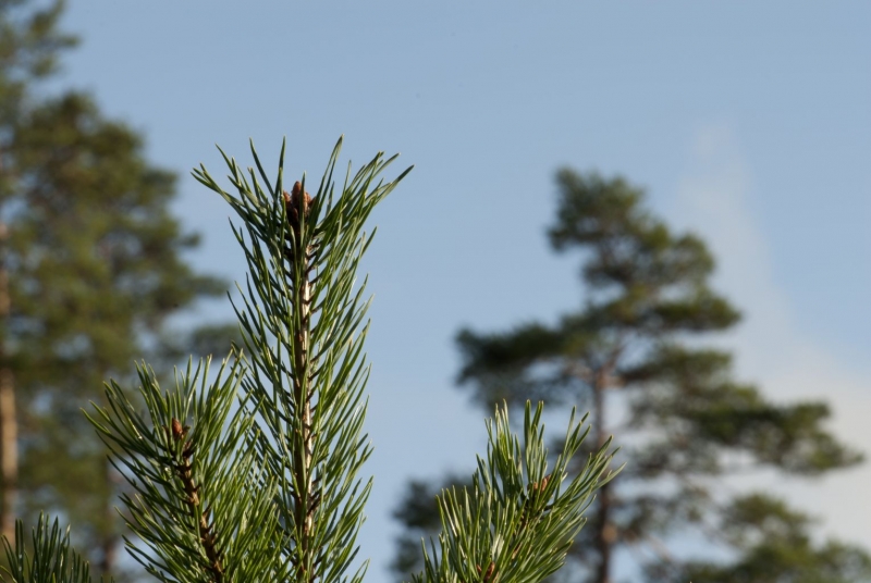 Surfplattor effektiviserar Skogsstyrelsen